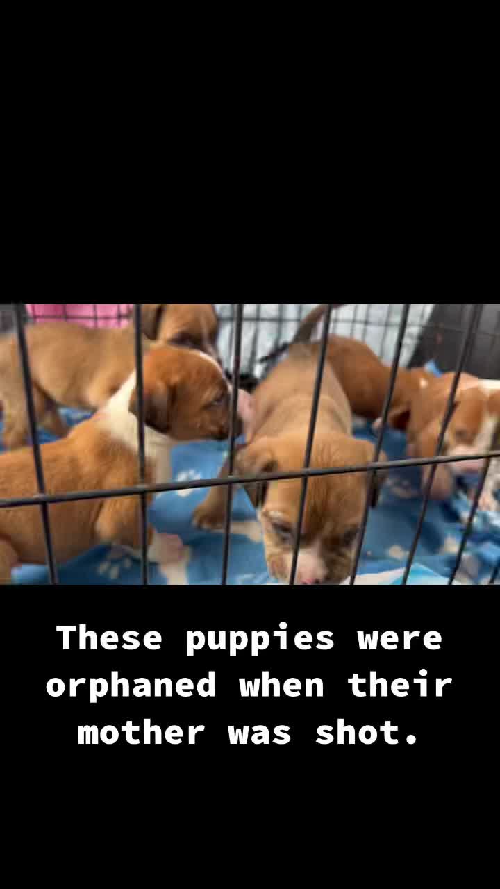 @Canine Safe Space