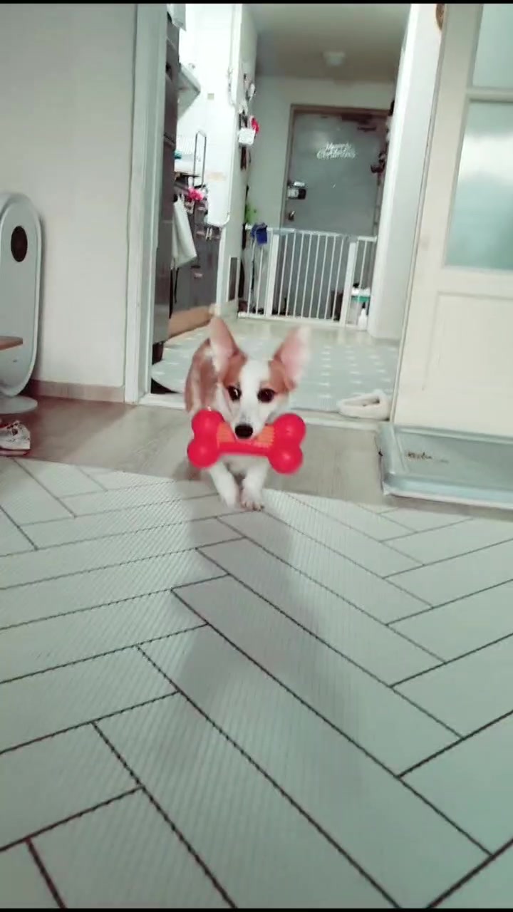 @레몬바라보리