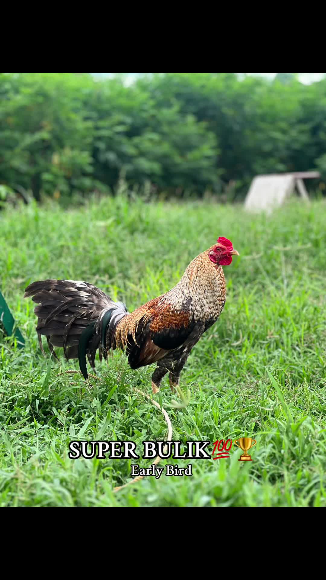 @Niño Colours Gamefarm