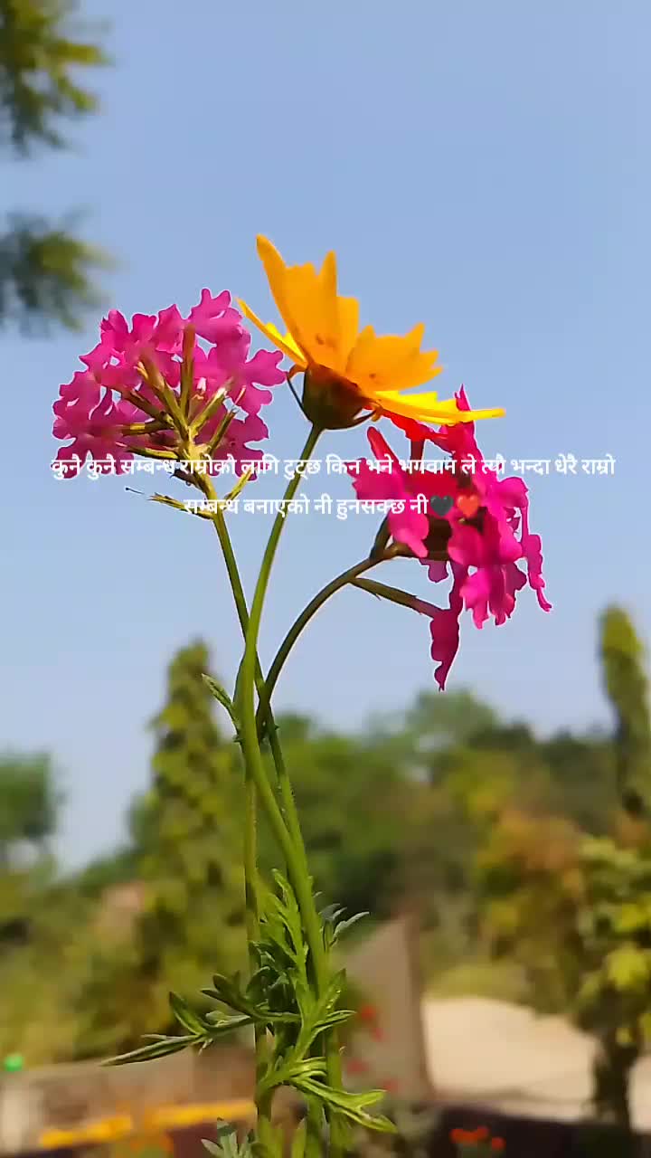 @Dangoriya Rohit