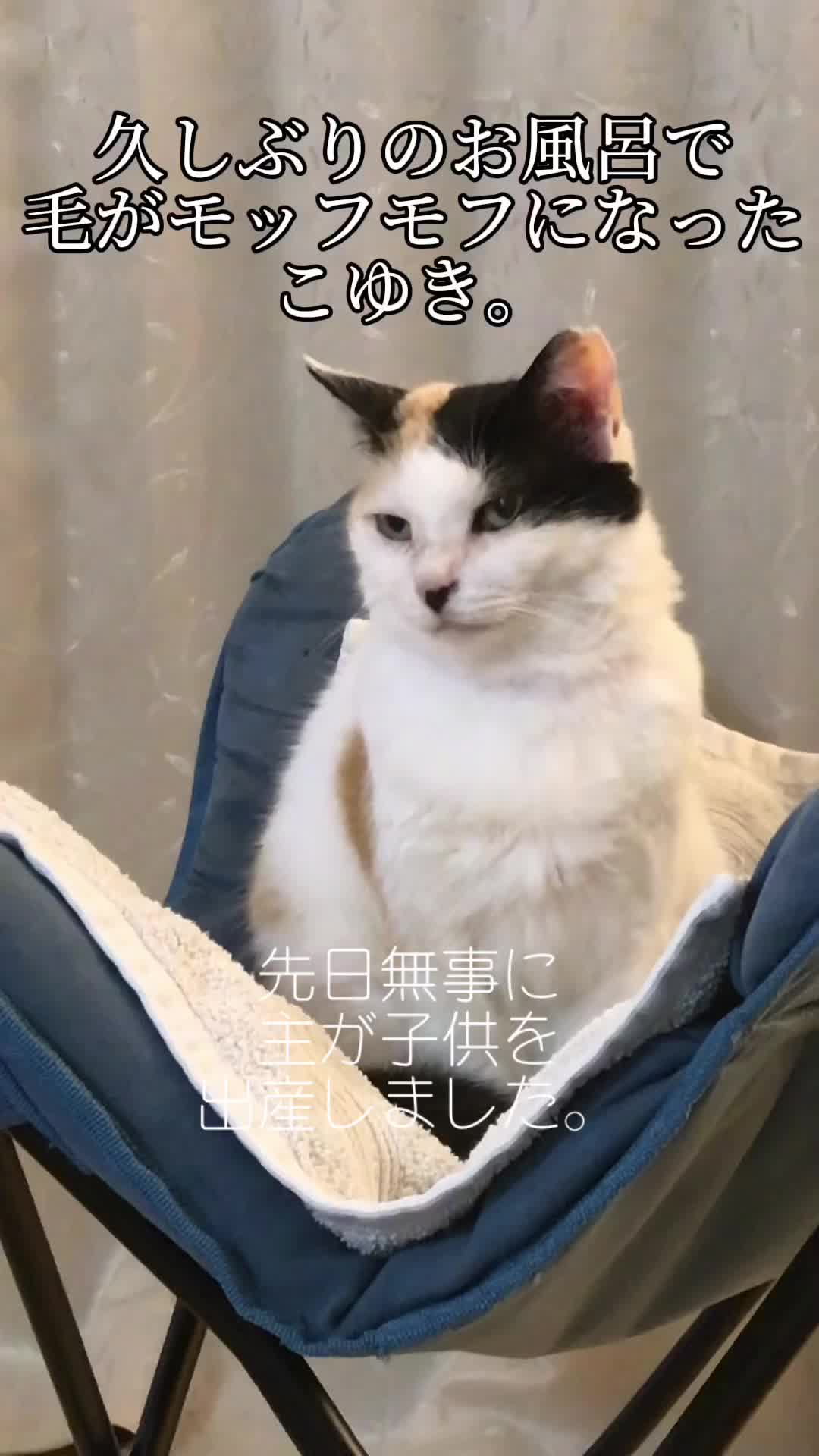 @こゆきチャンネル