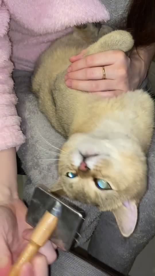 @Simba cat