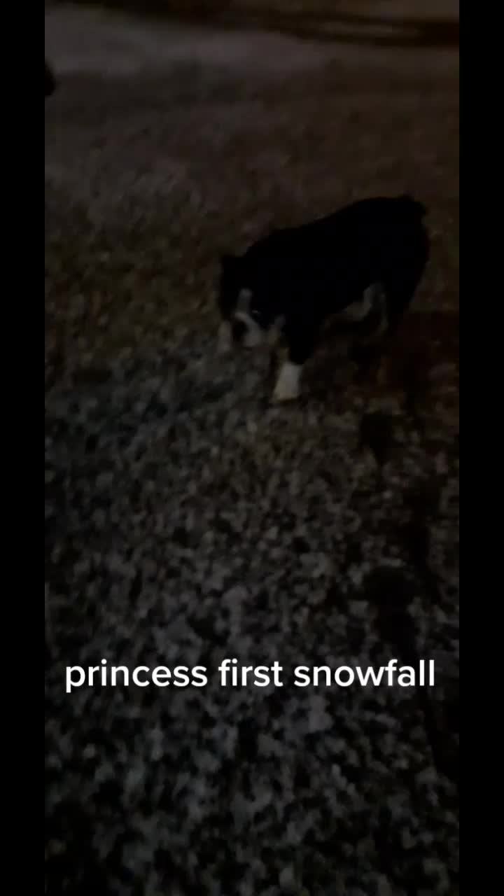 @threedogsanjenny