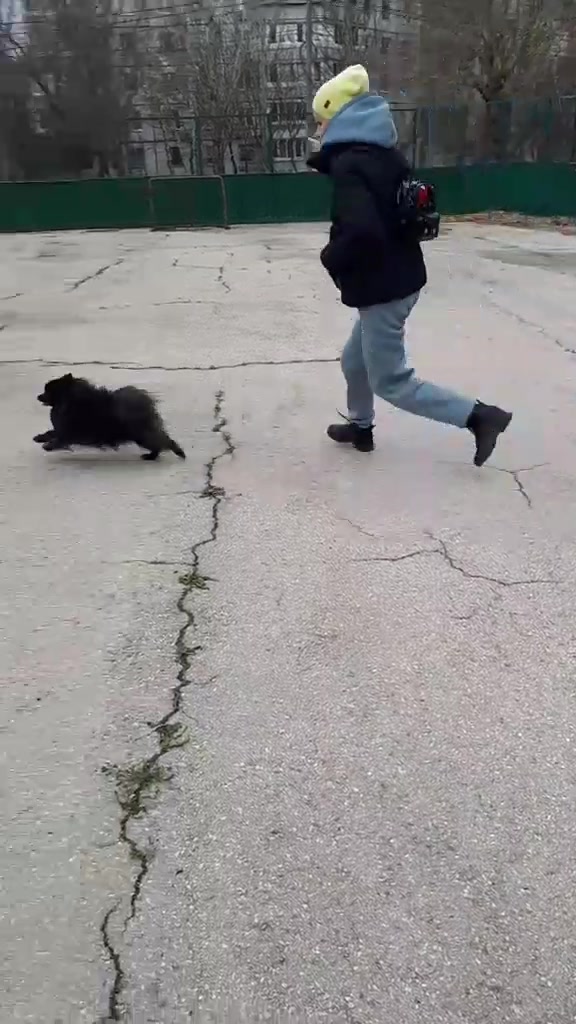 @dog_chip