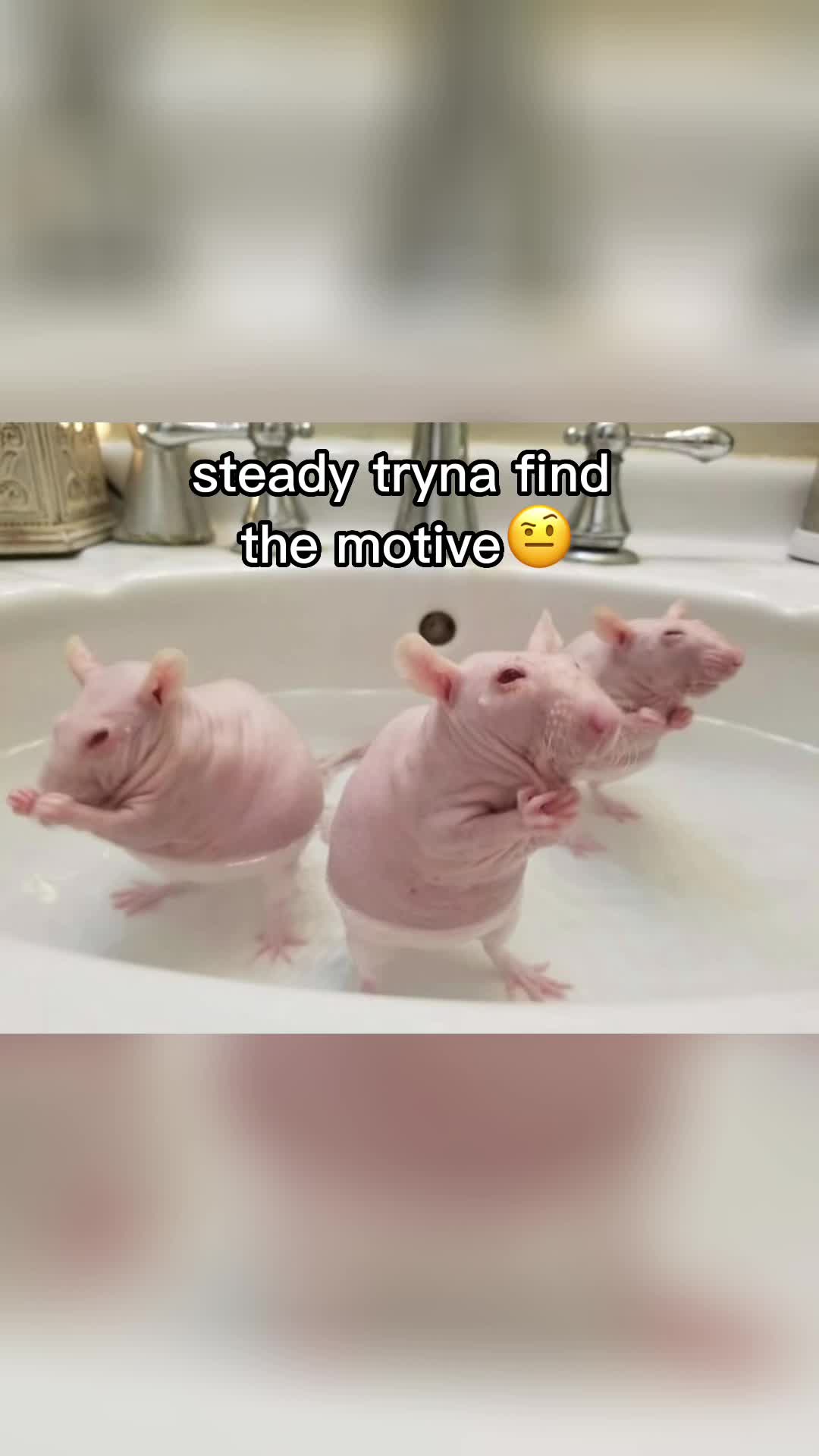 @RodentMusicVideos