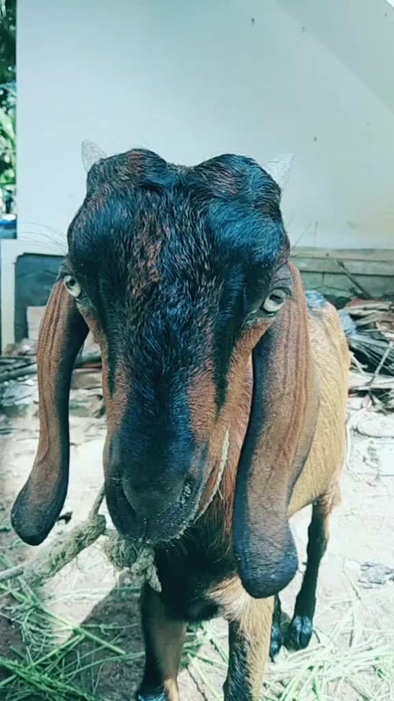 @Sreeraj Saran