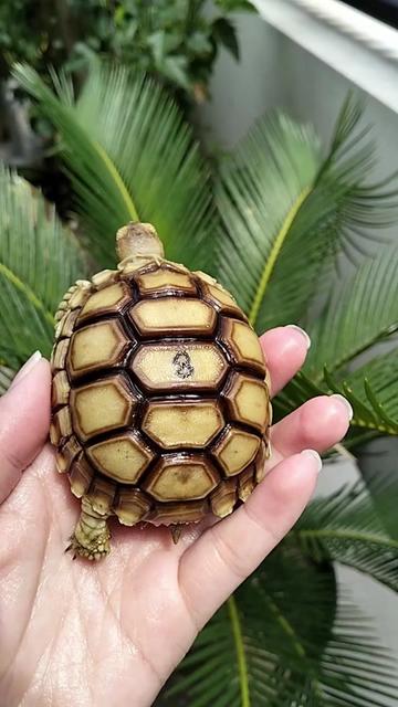 @ReptileTeamSby
