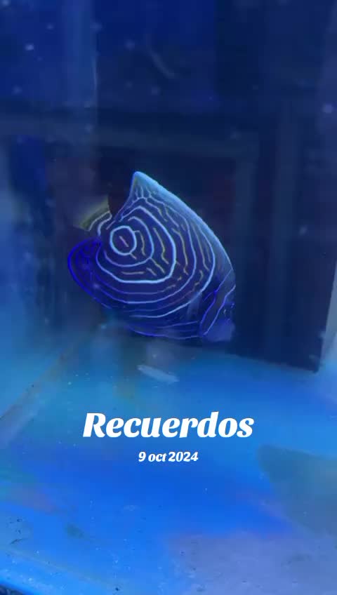 @Aquariumplus 🐠🐬🦀🐙🐟🦑