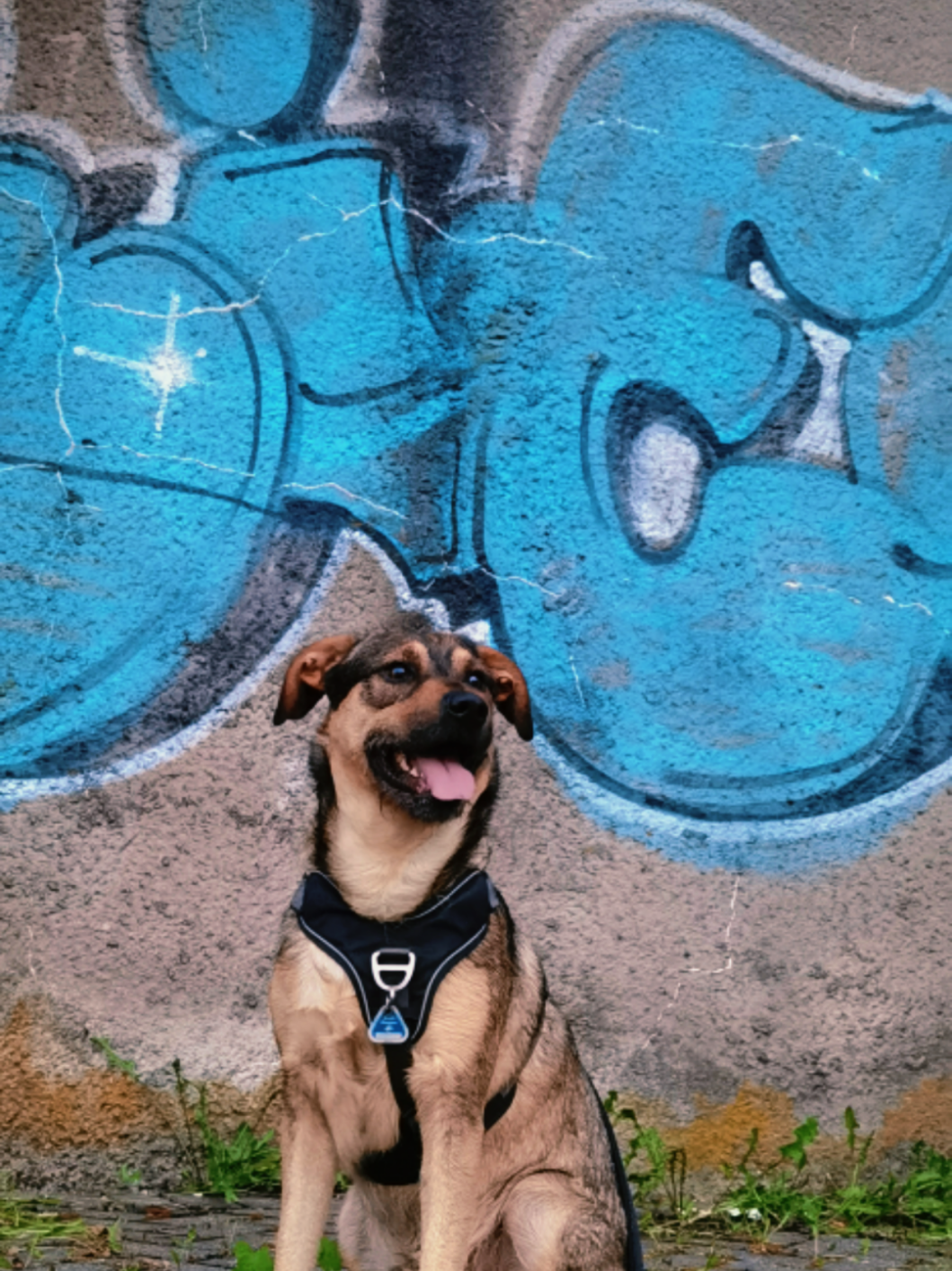 @Ares🐕🐾