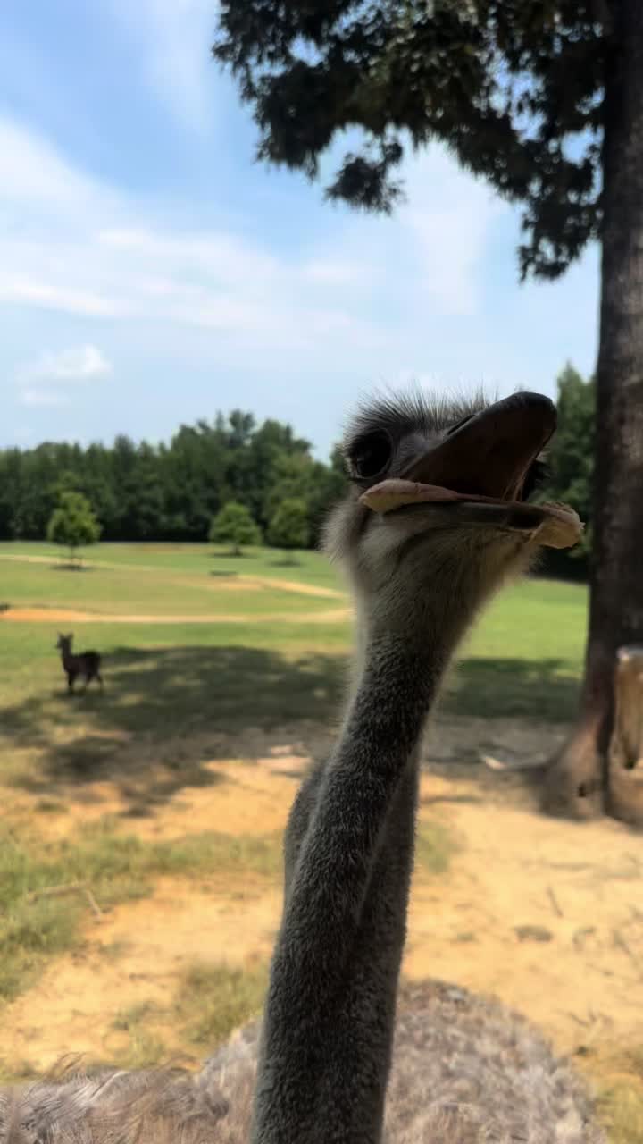 @southlandsafari