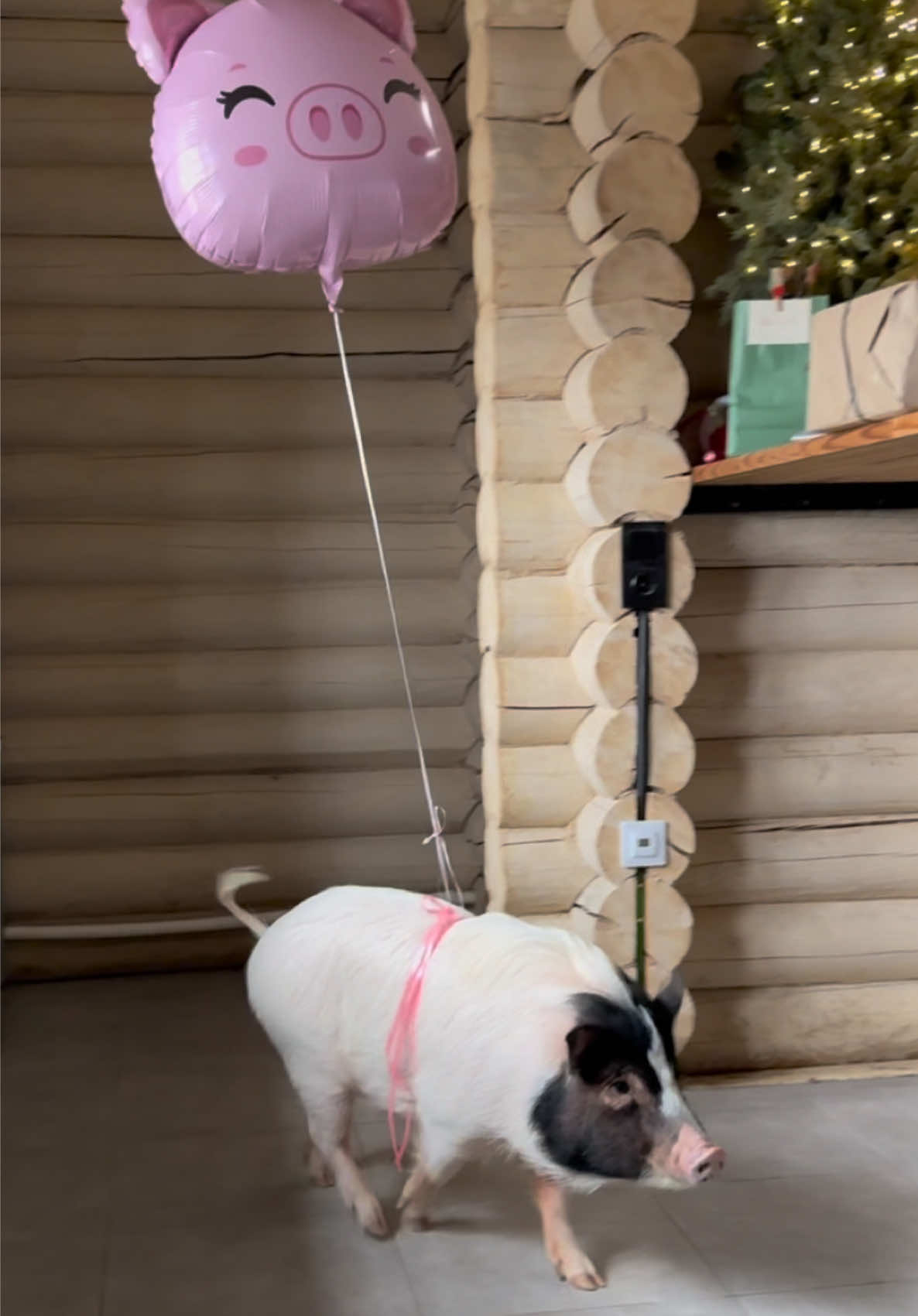 @Olivka pig