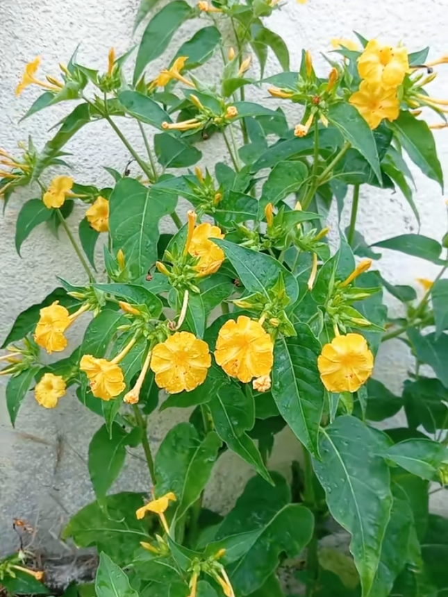 @🍀🇲🇫 حديقة حبيبة 🇲🇦🌺