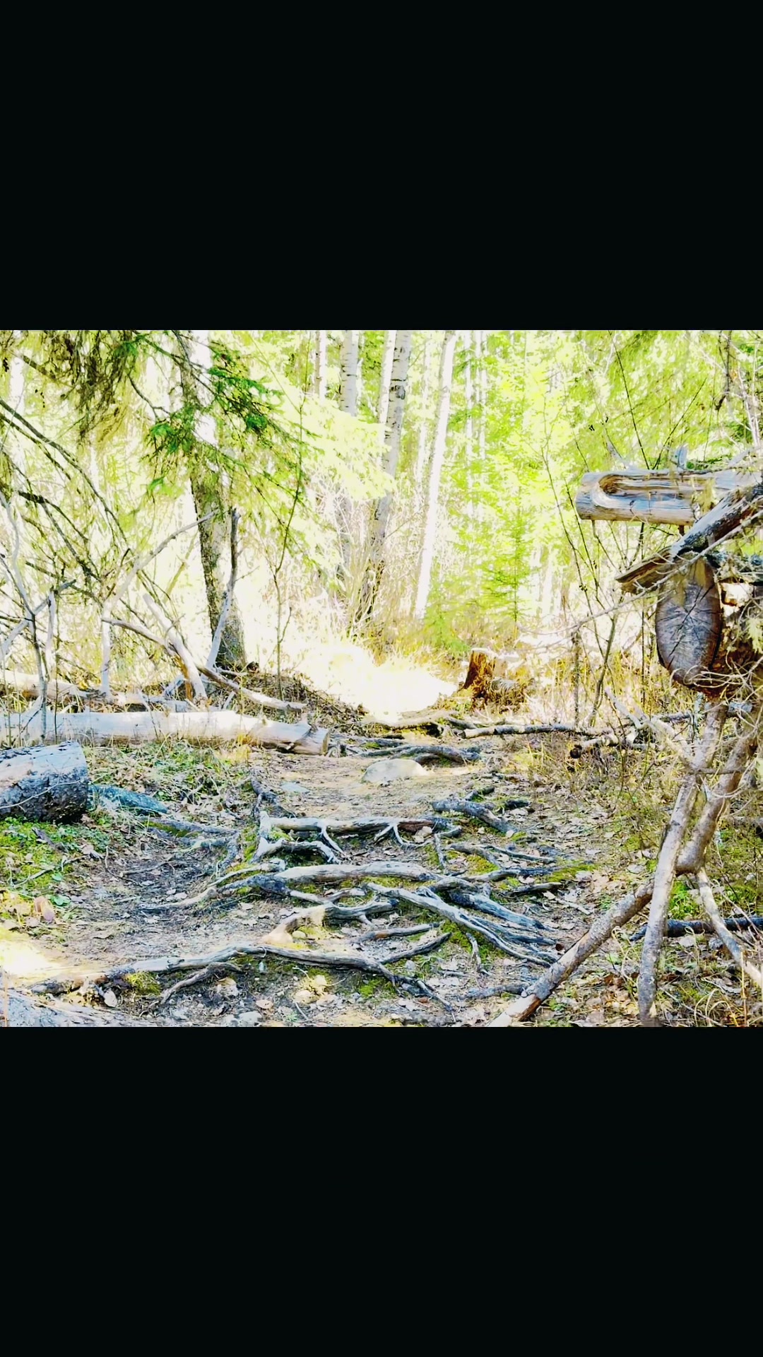 @Hippieheart_Sherry 🇨🇦
