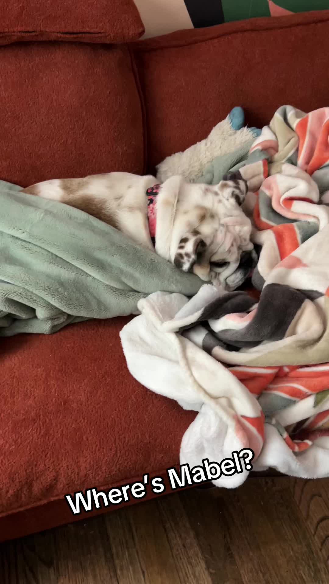 @MabeltheBulldog