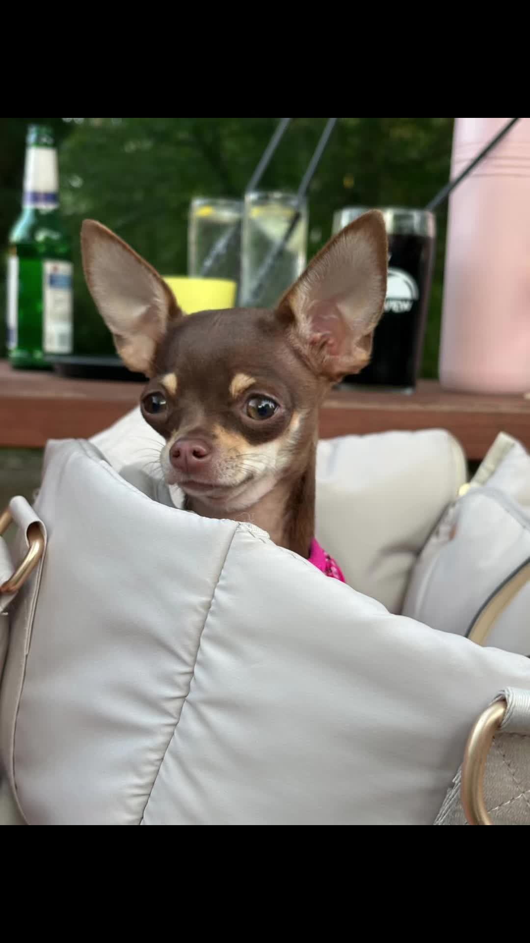 @Suffolk Chihuahuas
