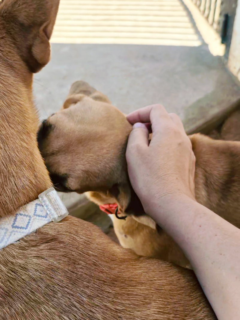 @Bimba/Nikita/Bruno🦴🐕