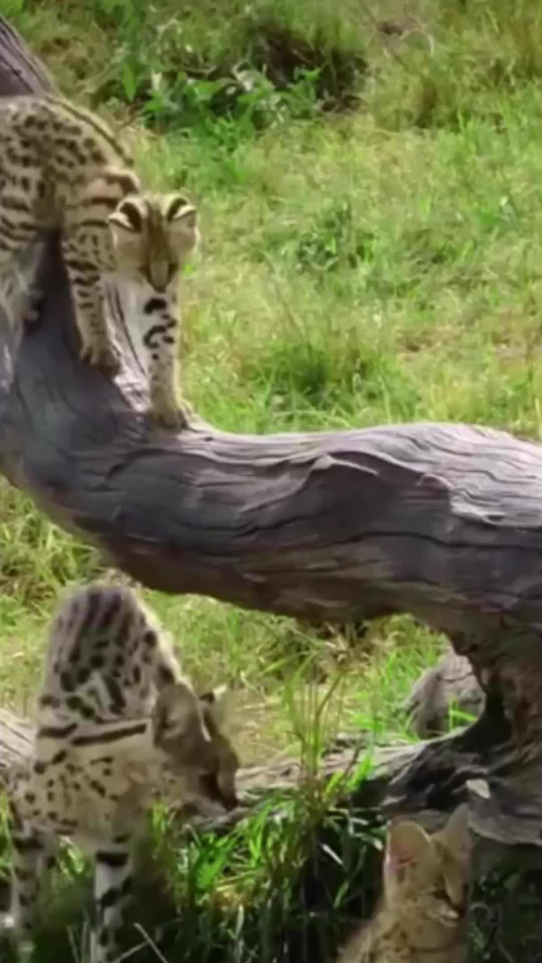 @Animal discovery