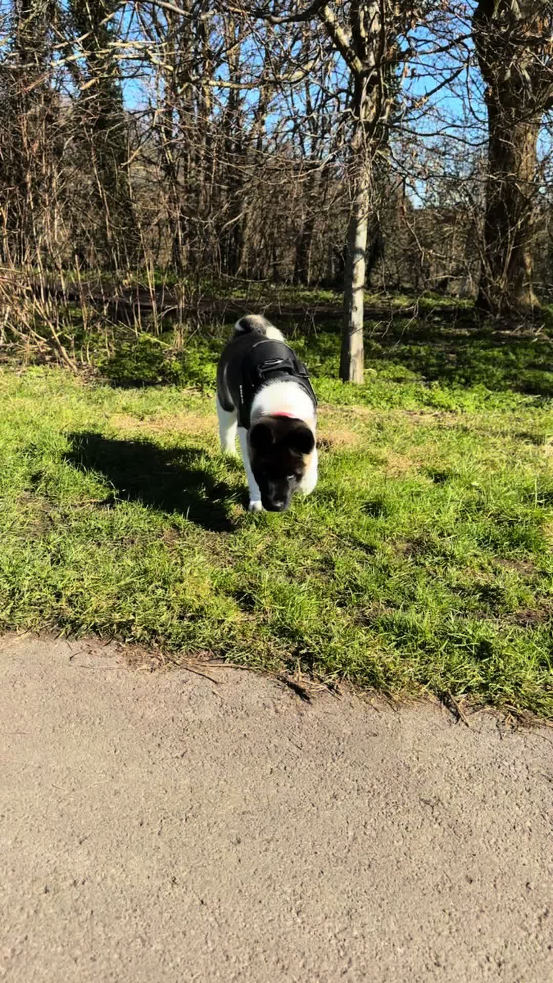 @EnzoTheAkita
