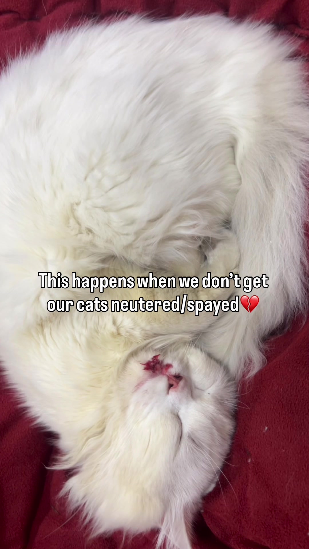 @_purrfecttpaws_
