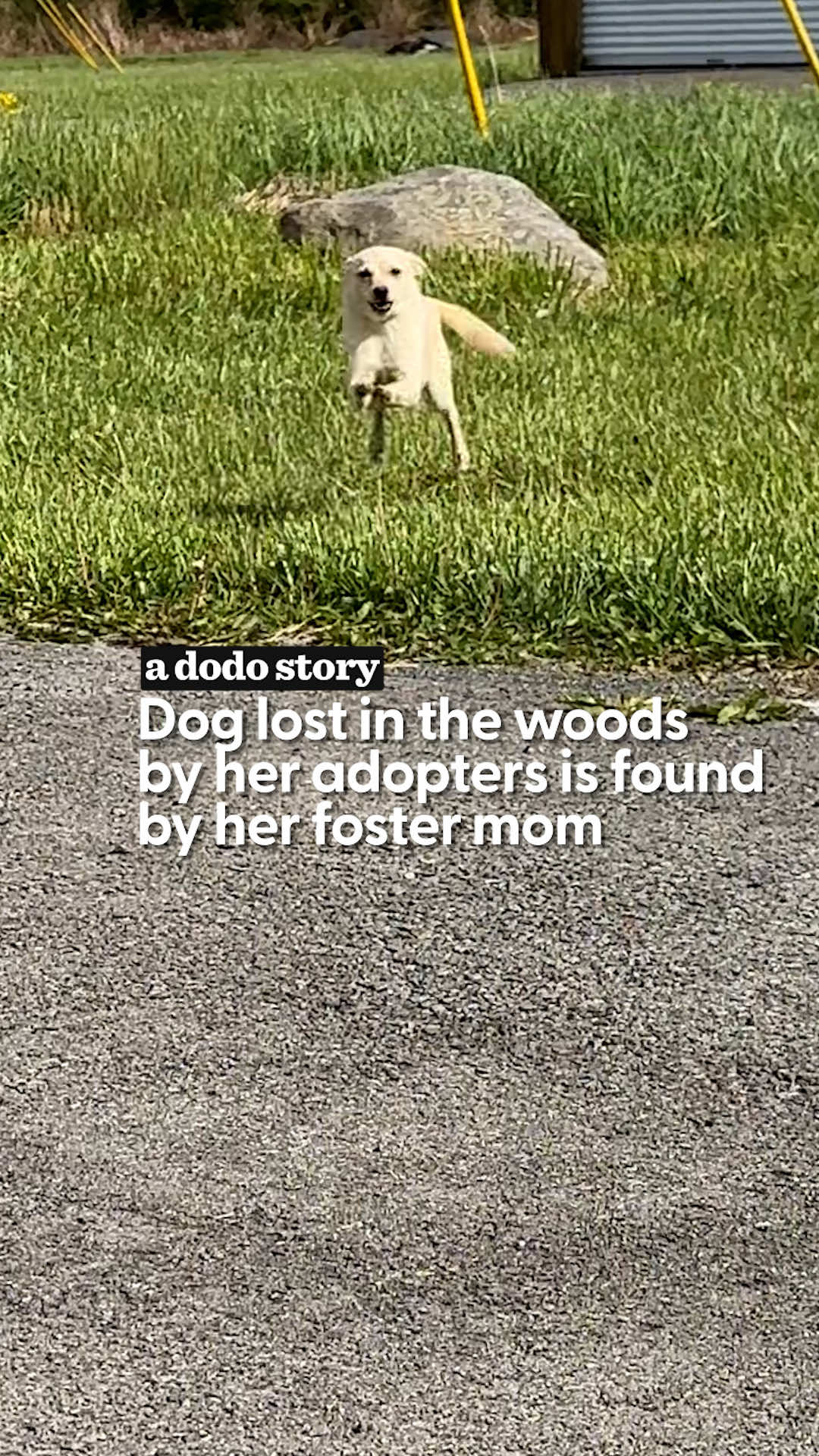 @The Dodo
