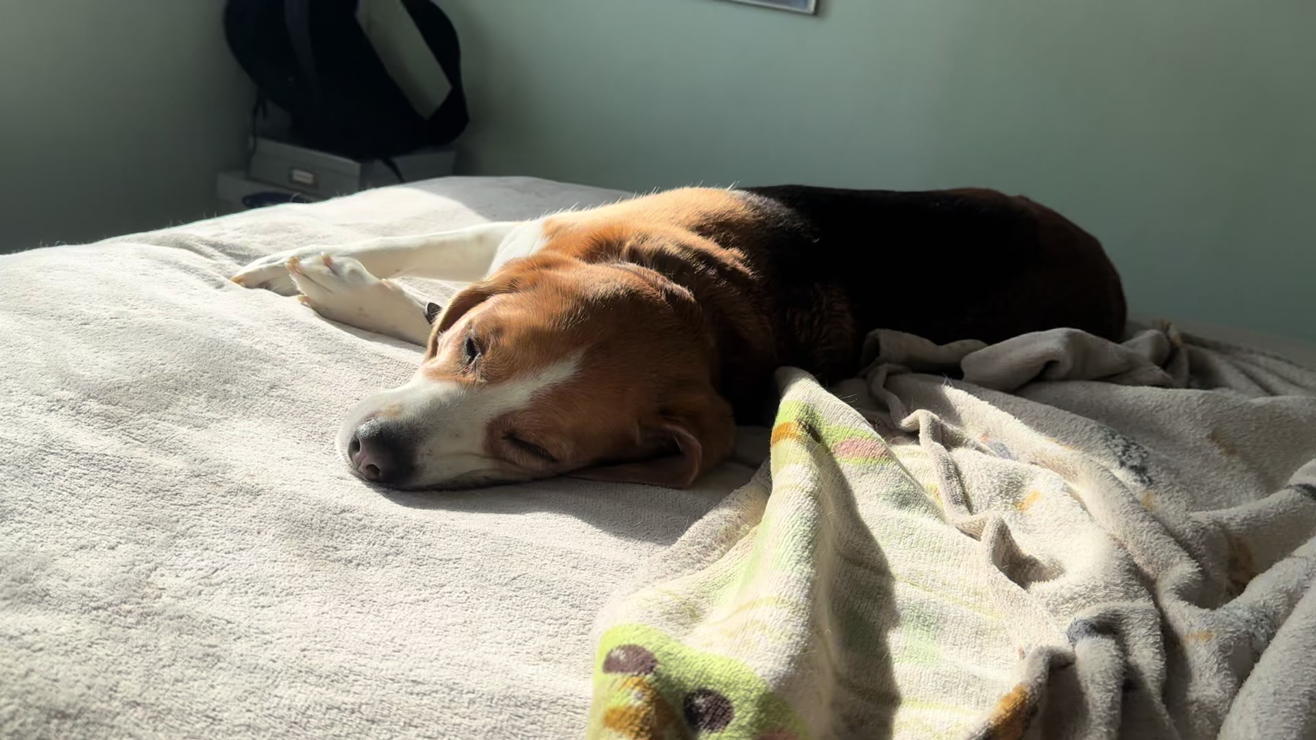 @Neo_The_Beagle