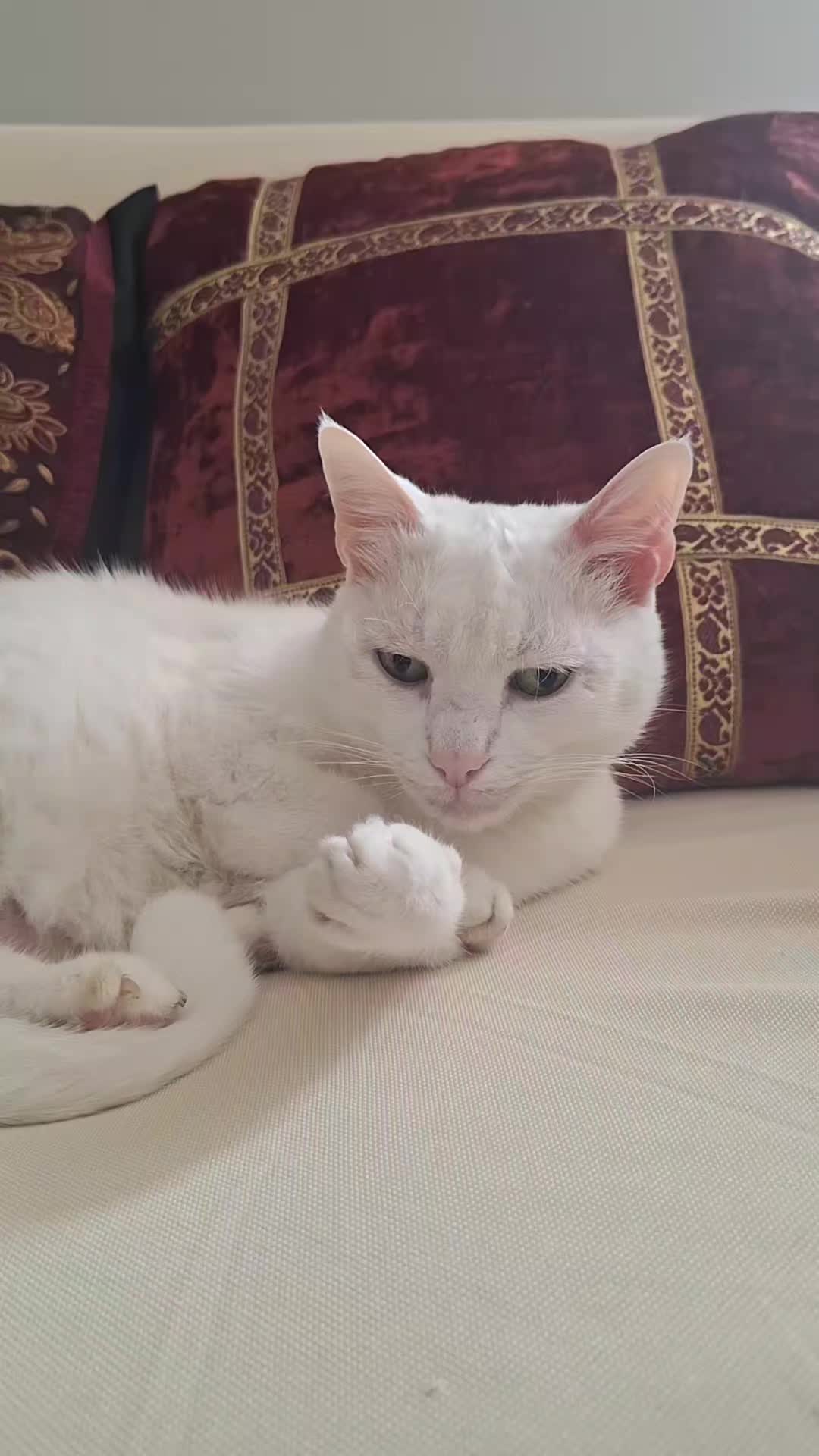 @gattopippo