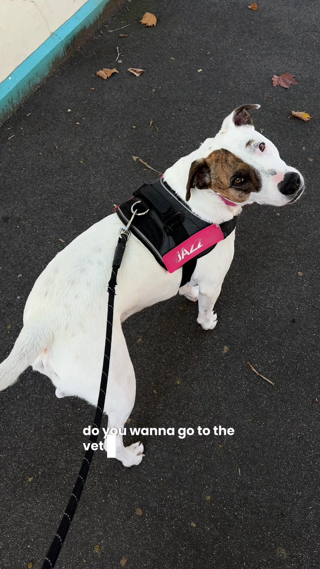 @Auckland Puppy Rescue