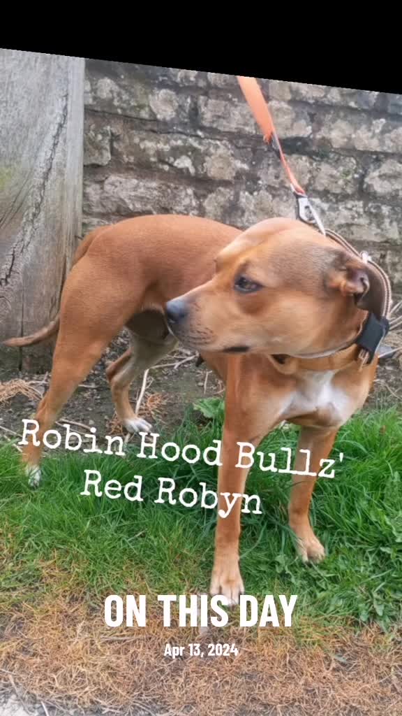 @ROBIN HOOD BULLZ UK