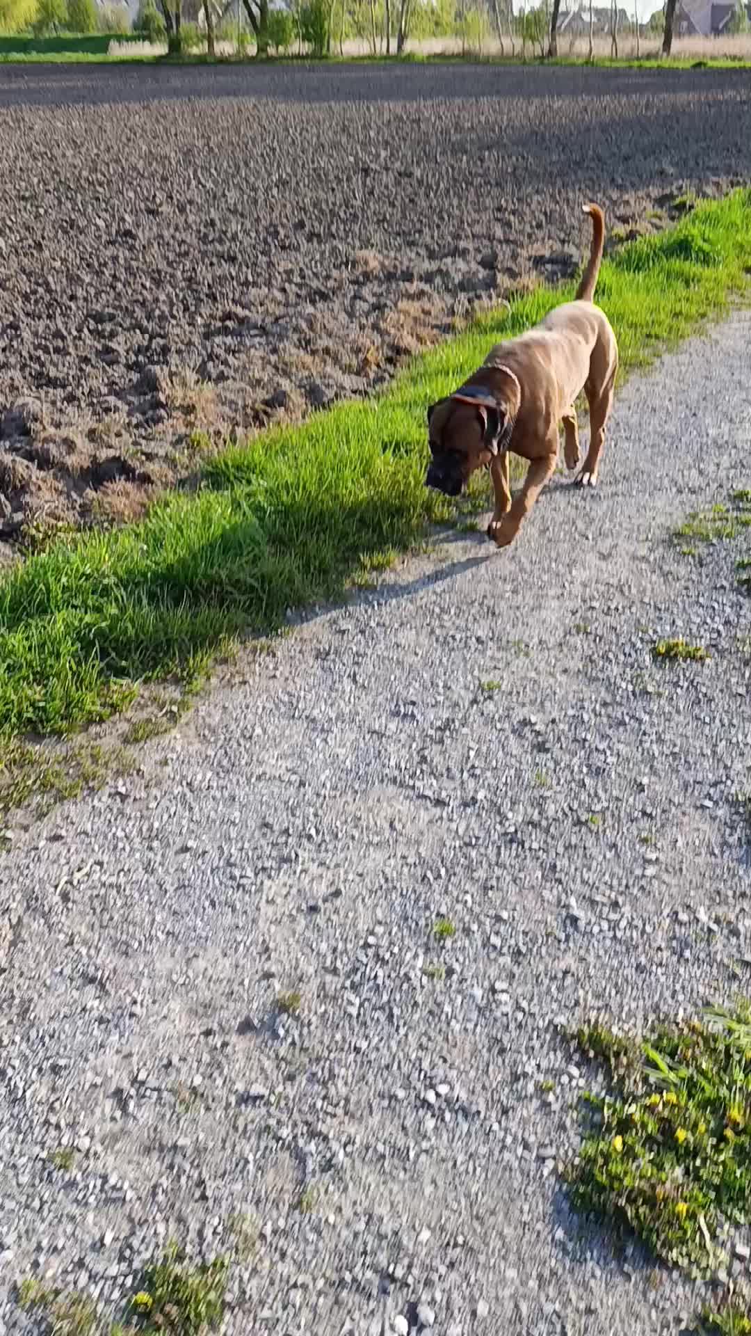 @⭐Biggi und Shadow ⭐