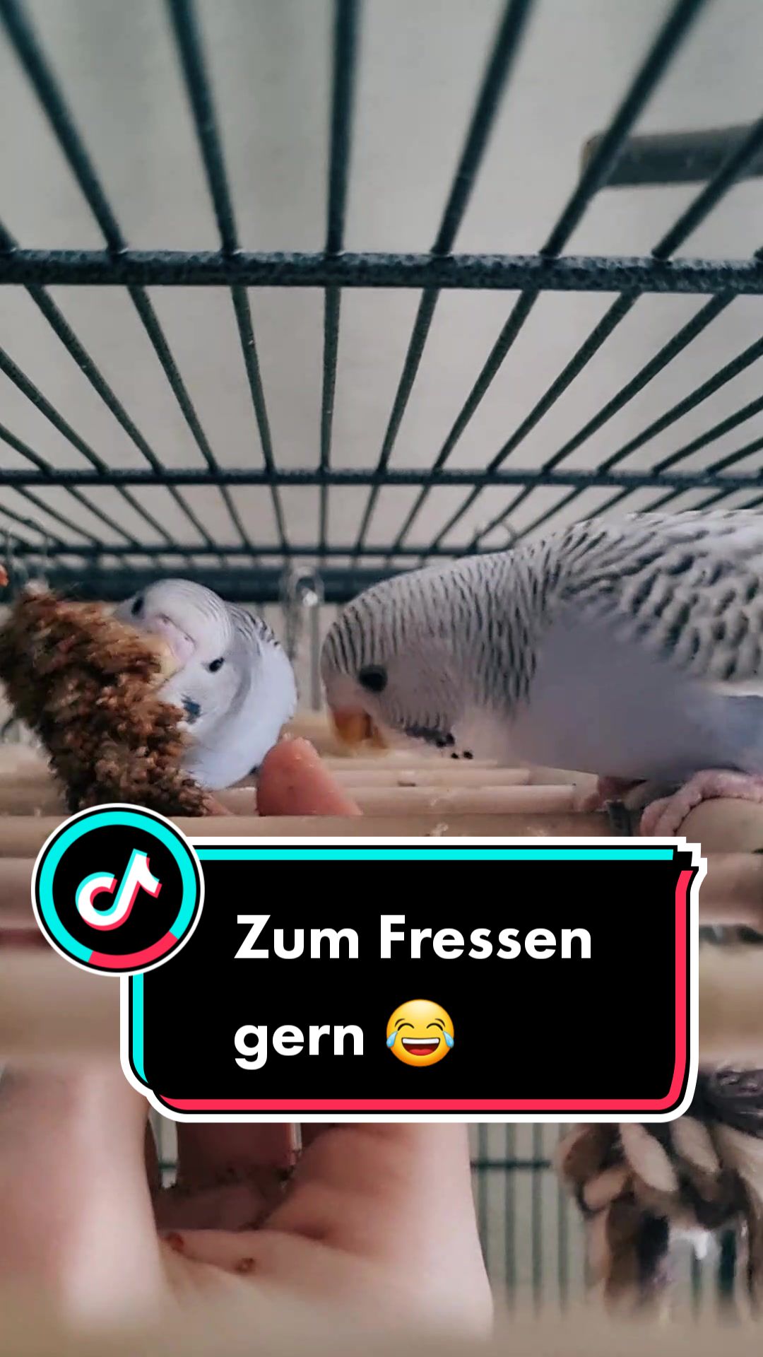 @Cingöz & Friends
