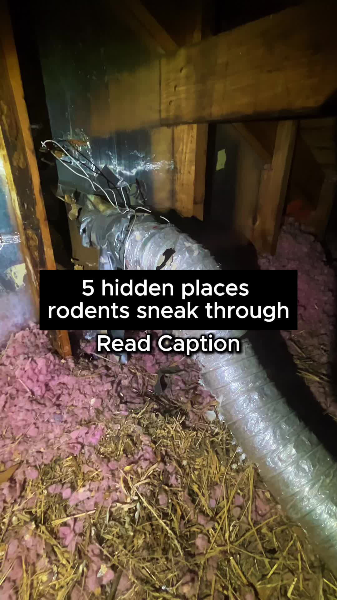 @Rock Pest Control