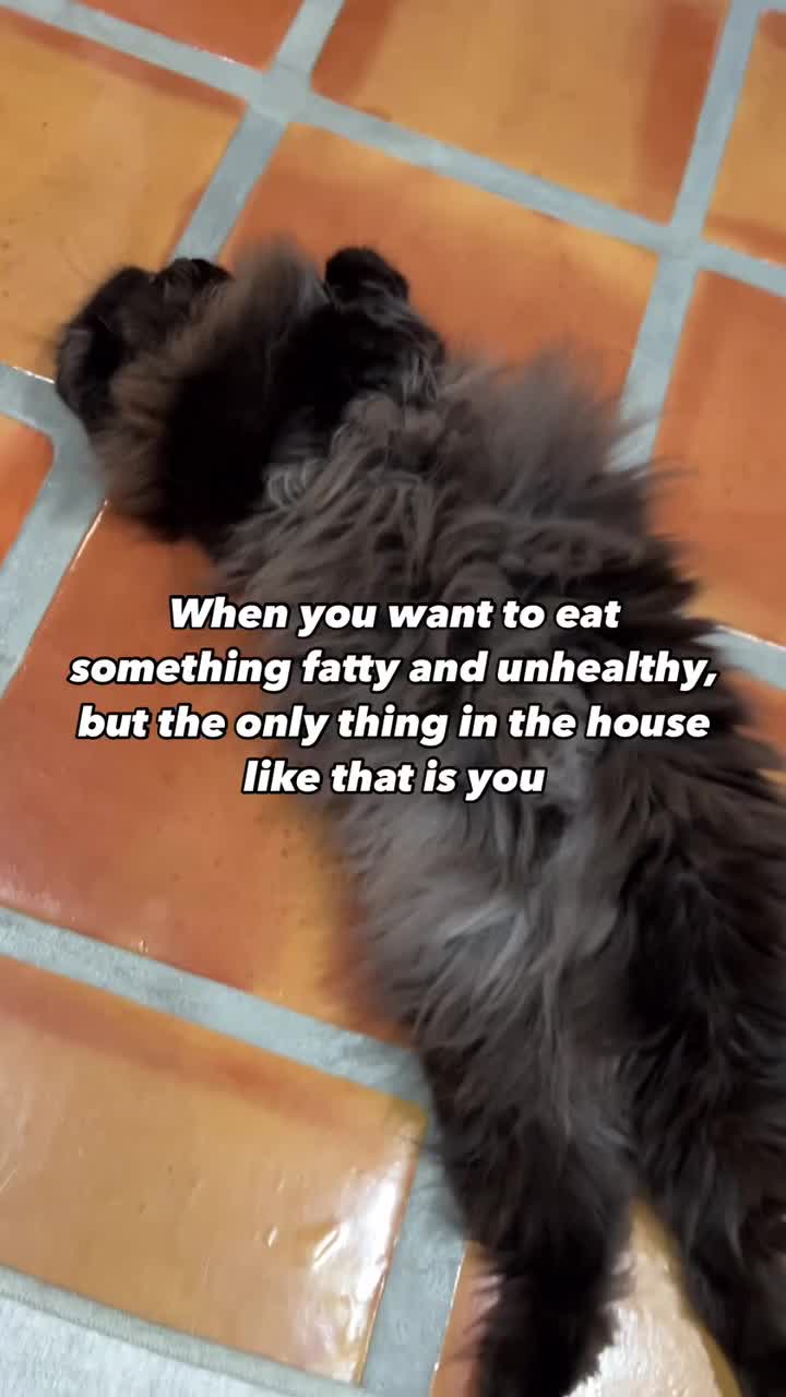 @Seamus the Scottish Fold