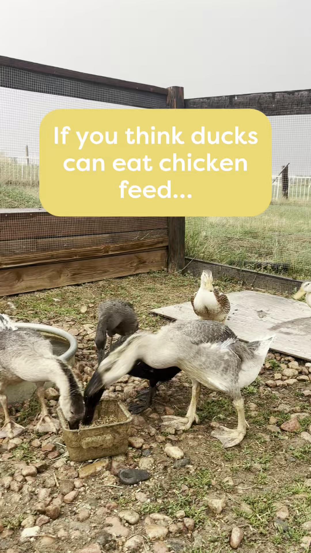 @Scratch and Peck Feeds