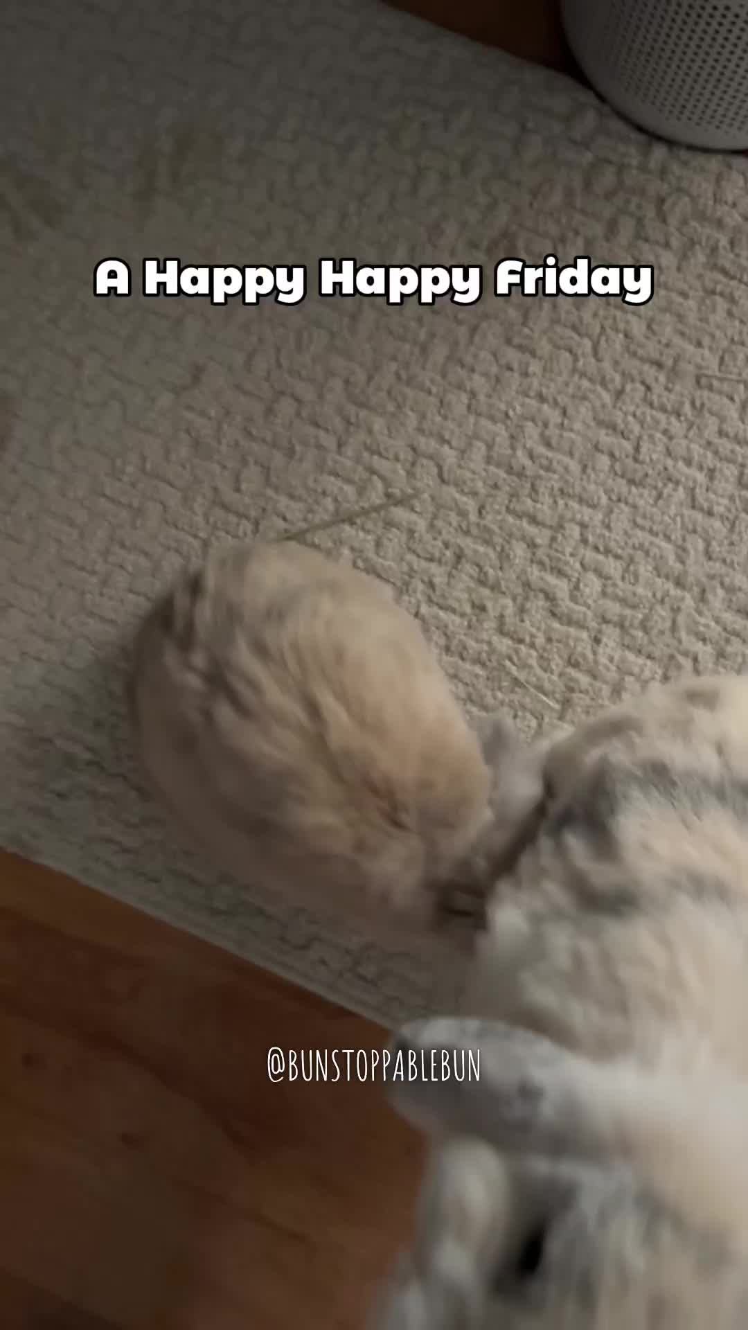 @BunBun, Mochi🌈, Chewy