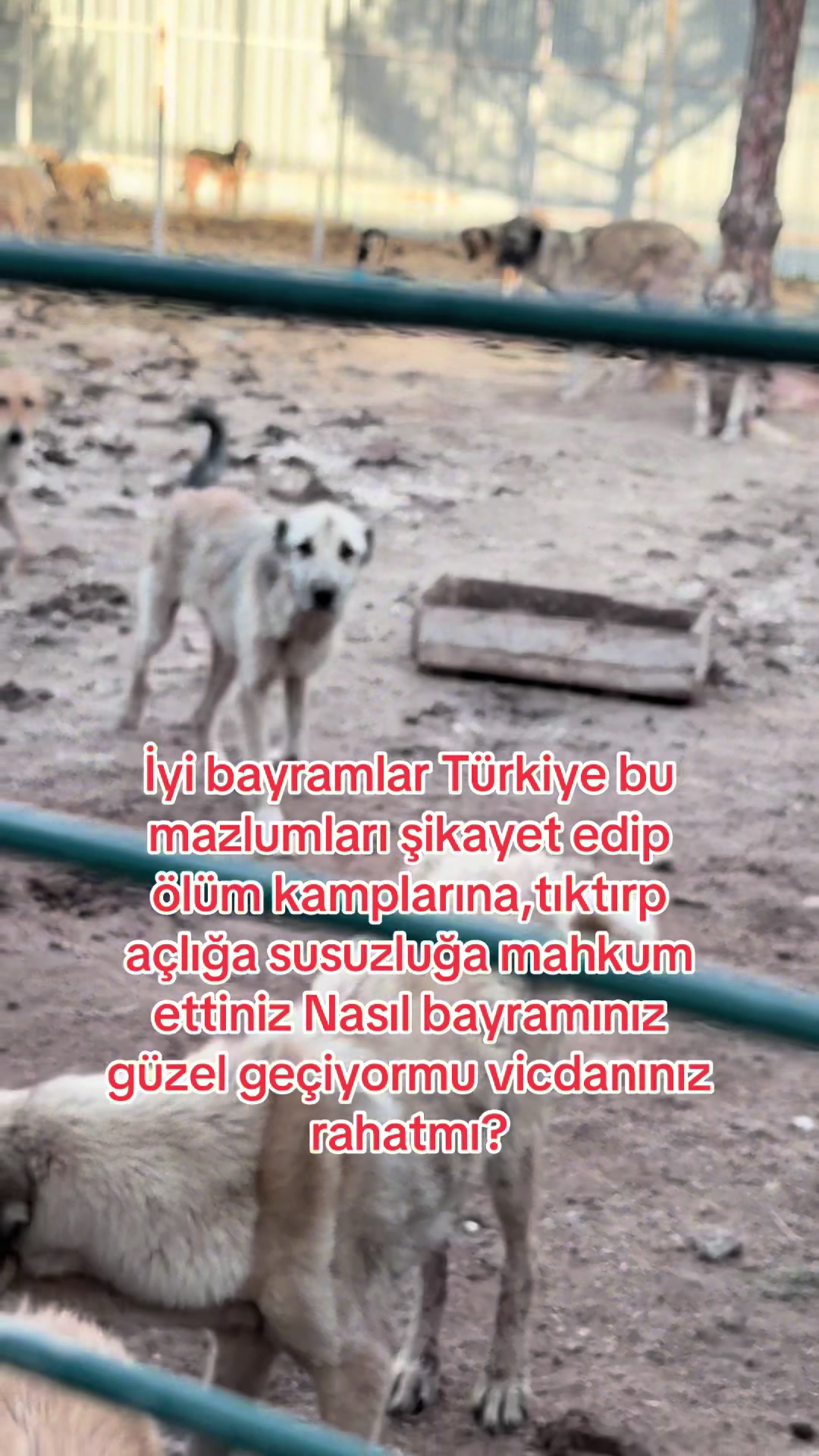 @azaphanecanlari