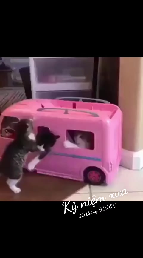 @JBN CATS