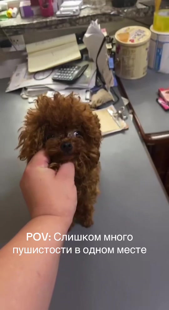 @Yorkie Maltipoo ShihTzu Teddy