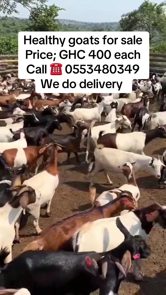 @alhajialhassan05
