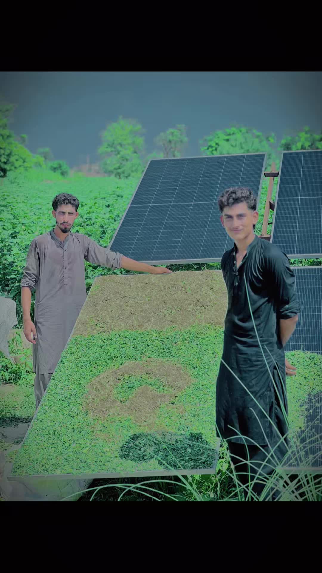 @🌱🌿شانی مہر ☘️🍃🌻