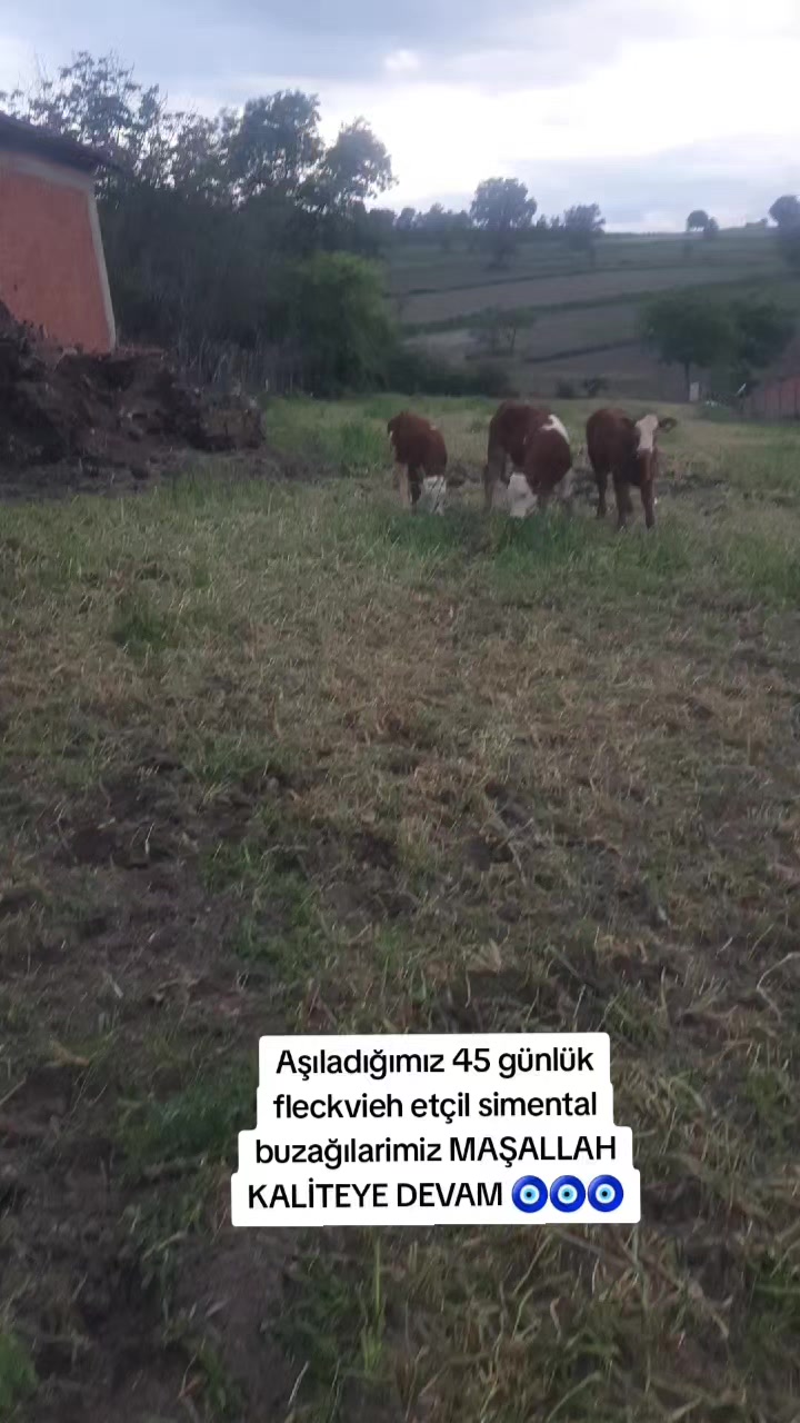 @sakip ekşi ( Deva Vet)