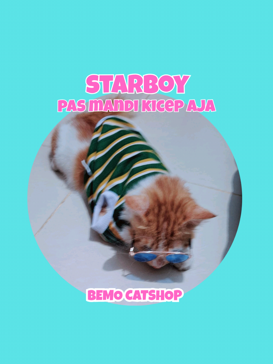 @Bemo Catshop