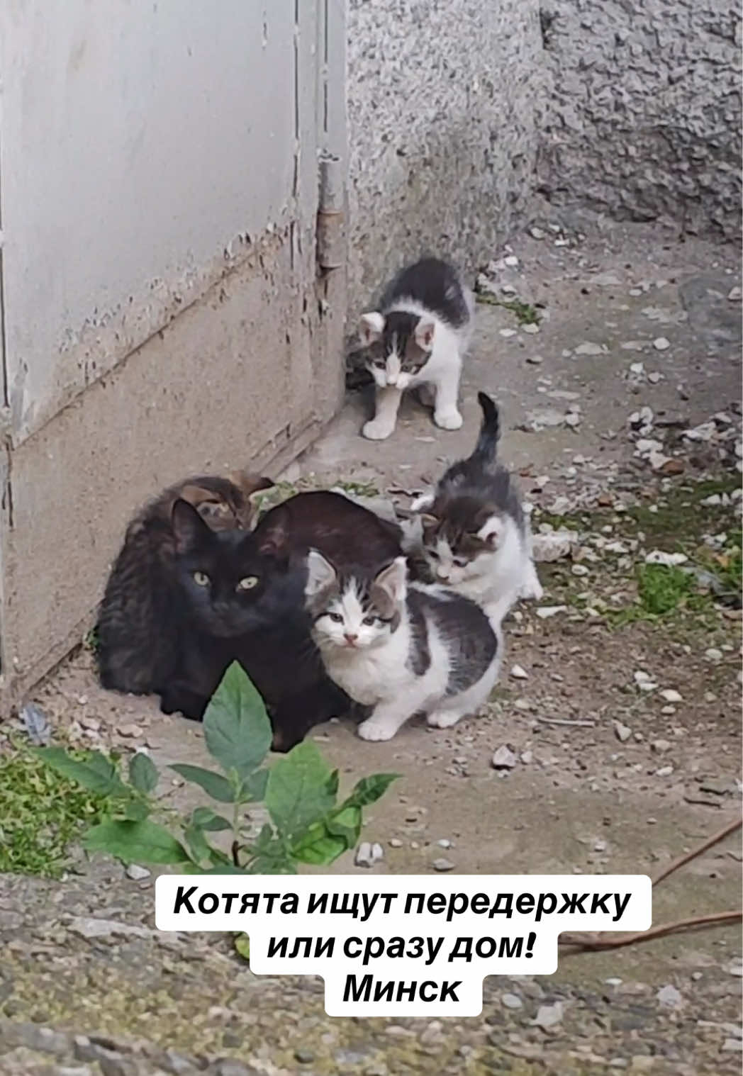 @Котята в дар!