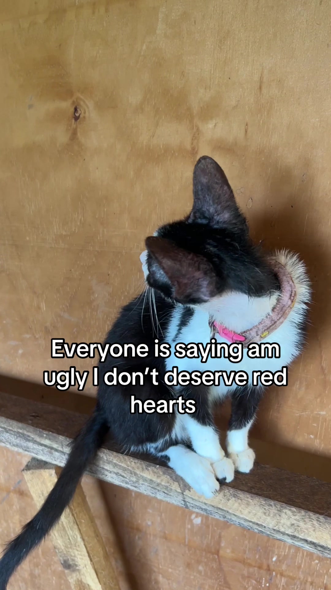 @D strays