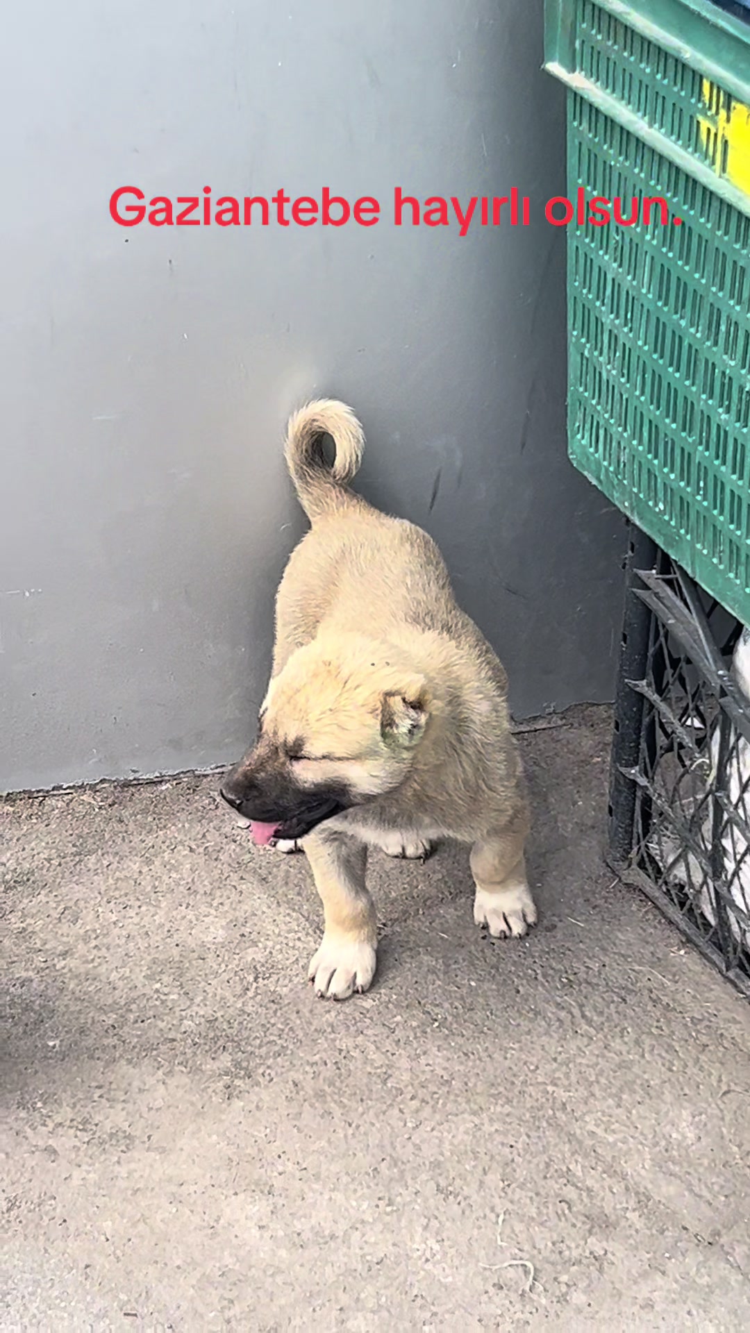 @🇹🇷Sivas Kangal Köpeği 🇹🇷