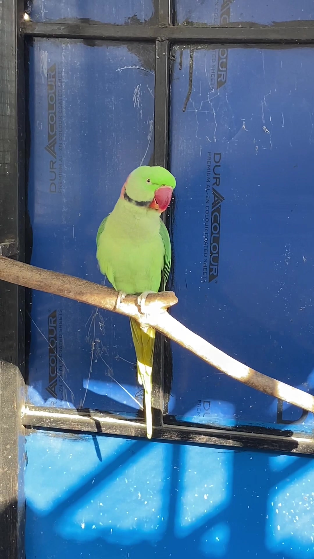 @Chatteringbeaks