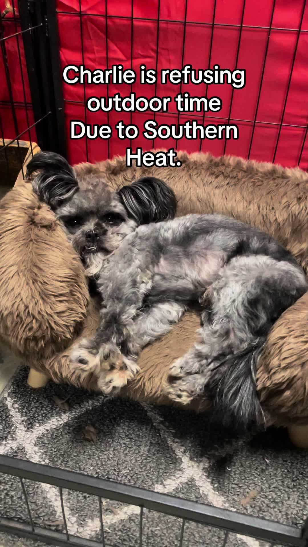 @Critter_Farm