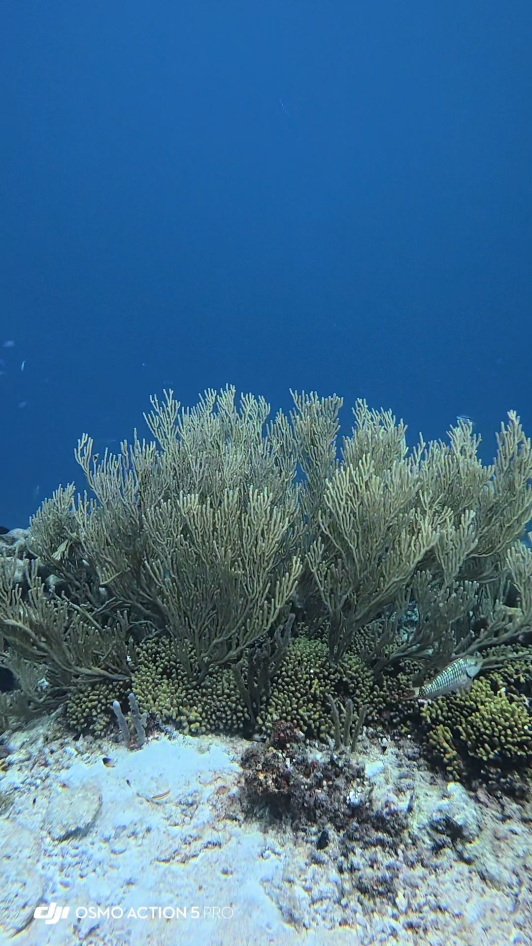 @dolphinsbonaire