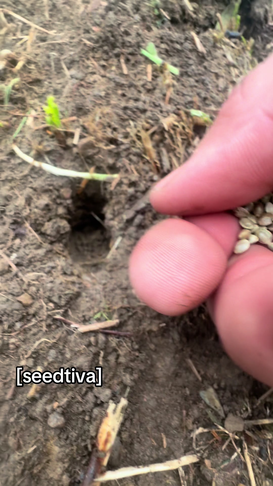 @SEEDTIVA