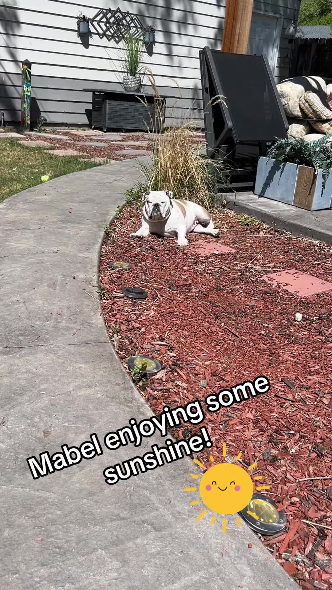 @MabeltheBulldog