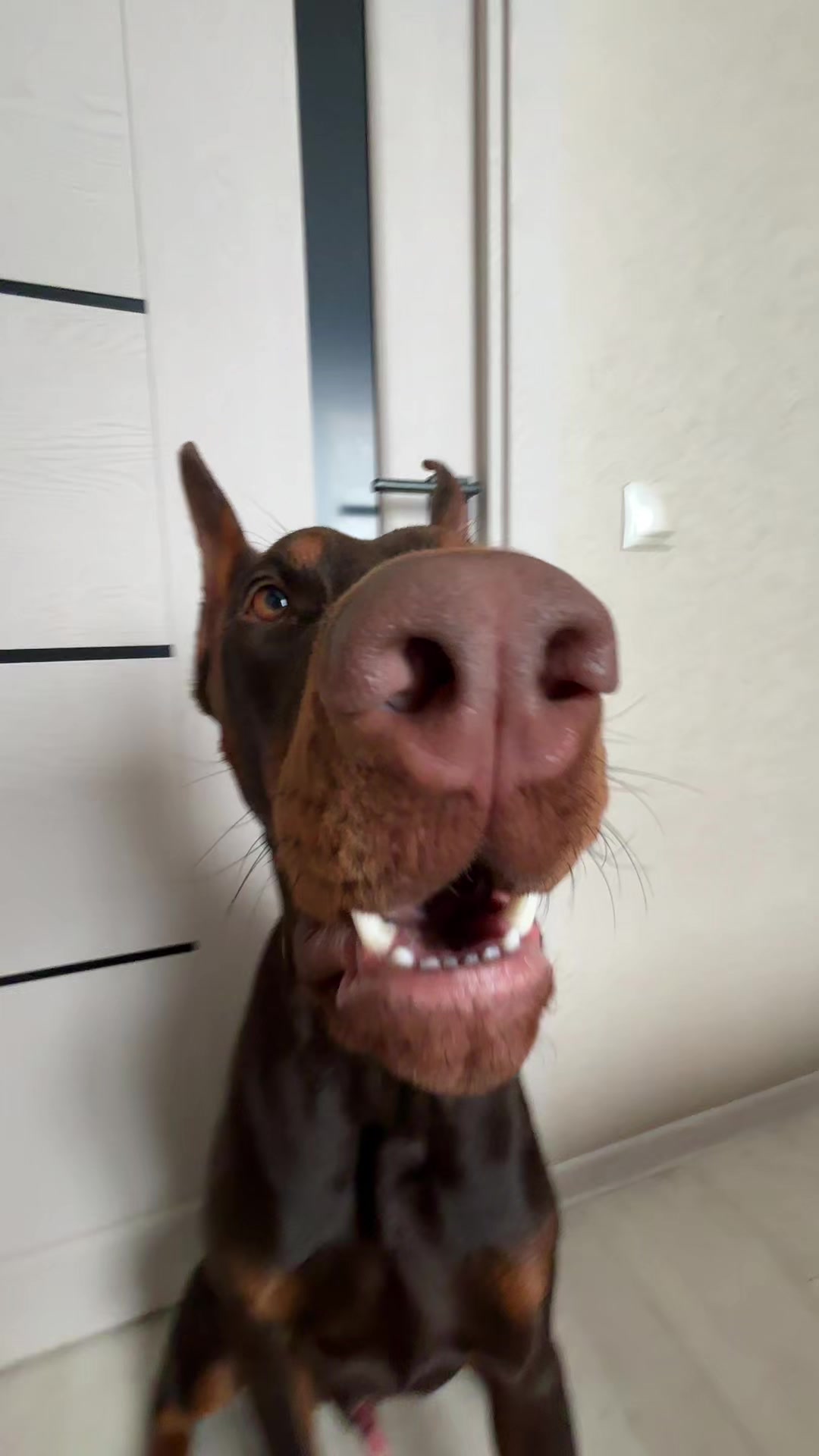 @ereeey_big.dog